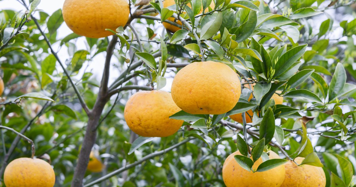 टेंगेरिन बनाम संतरे का पौष्टिक मूल्य