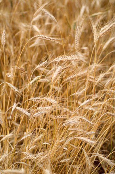Hranilna vrednost pšenice Vs. Koruza