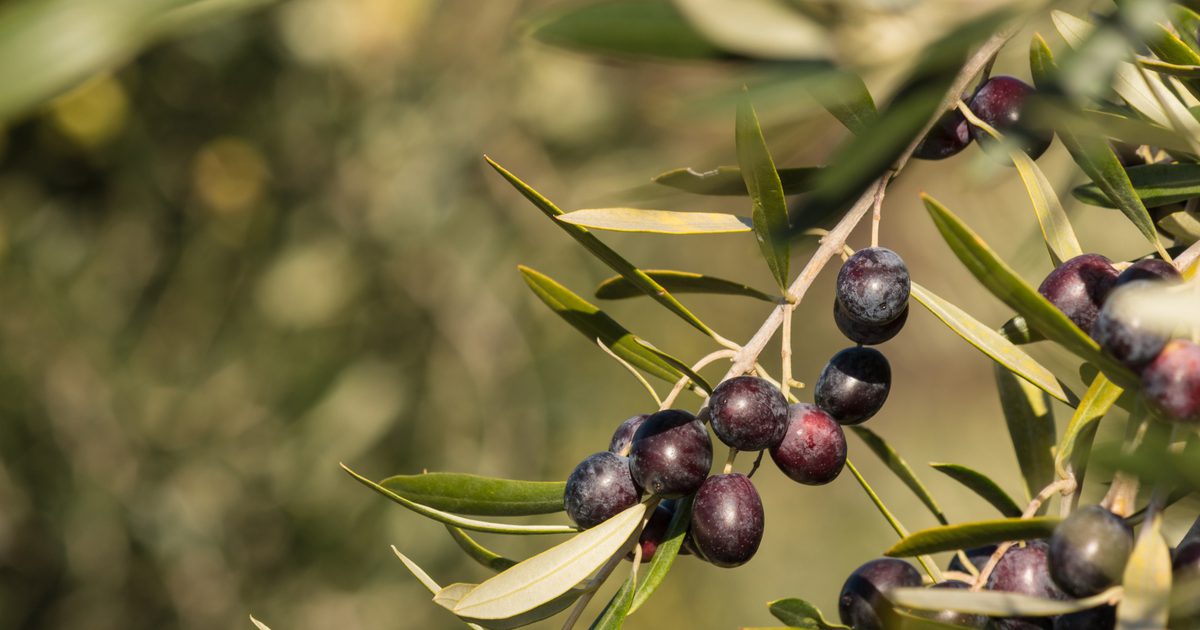 Olive Leaf Extract & Diabetes