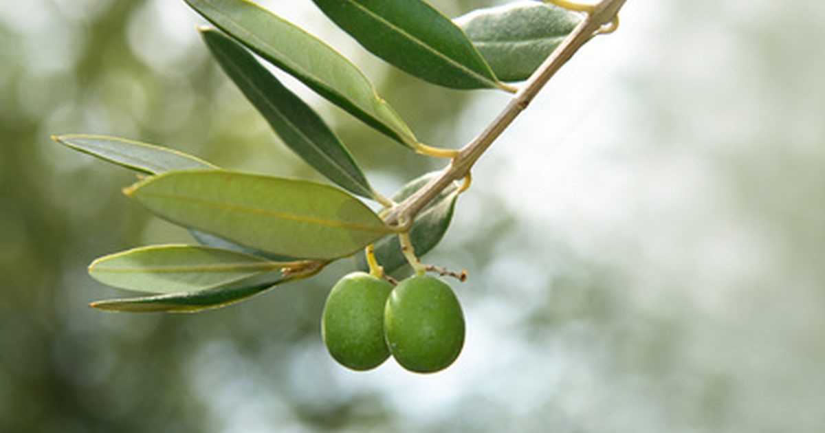 Oljeväxter för olivolja