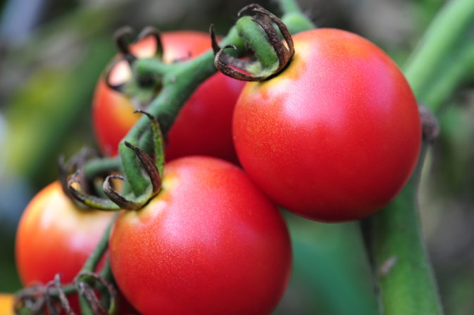 Oksalsyre i tomater