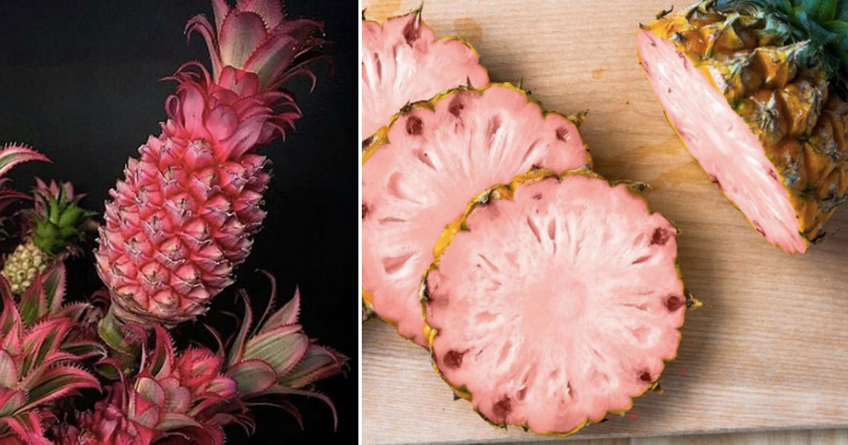 Rosa ananas kan vara den nya enhörningsmaten, men vad är de ?!