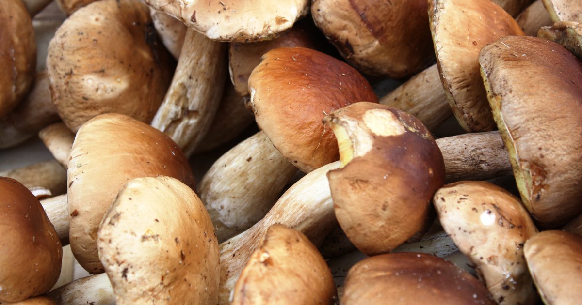 Porcini Mushroom Nutrition Information