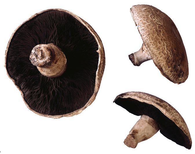 Portobello Mushroom Fordeler