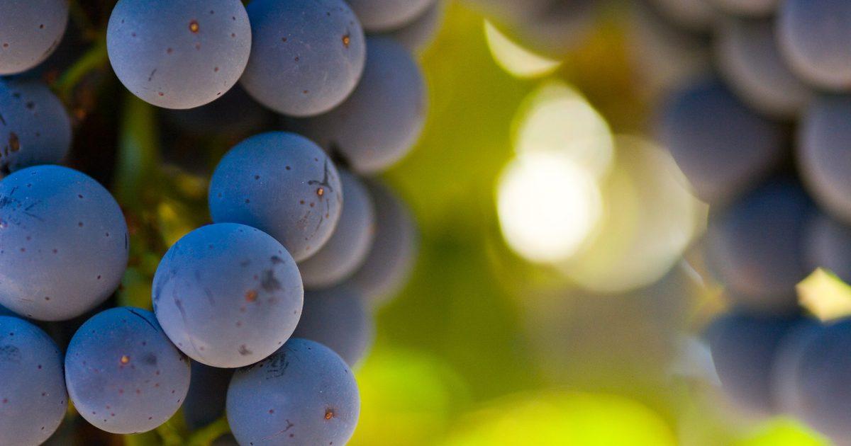 Potas i winogrona
