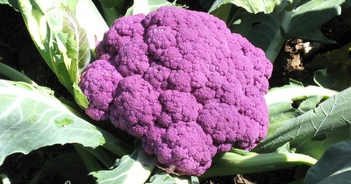 Informacje o żywieniu kalafiorów purpurowych