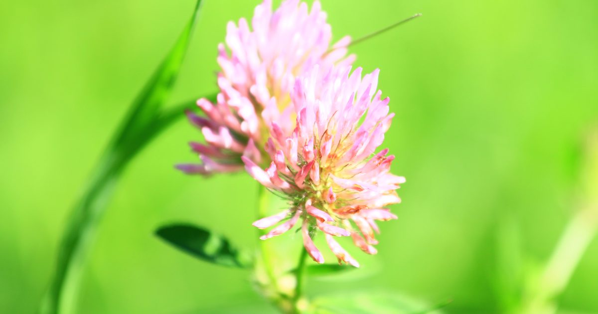 Red Clover for Acne