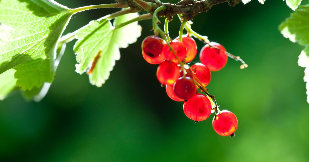 Red Currant Nutrition