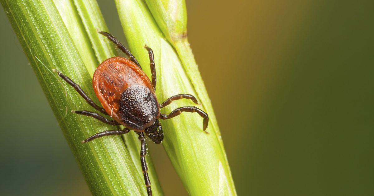 Remedies for Tick Infestation