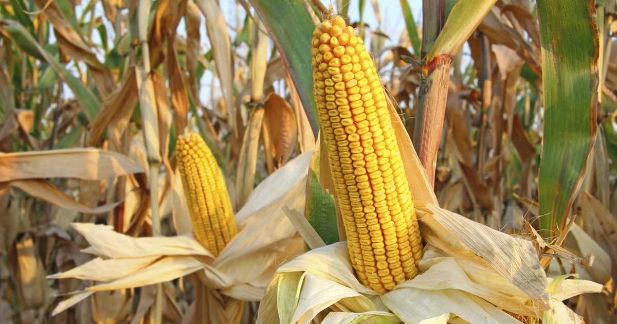Risici og bivirkninger af genetisk modificeret mad
