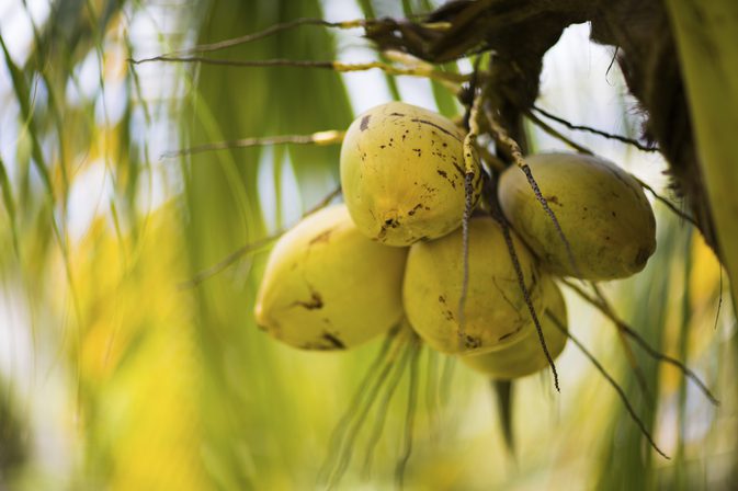 Sicherheit und Gefahren von Kokosnussöl