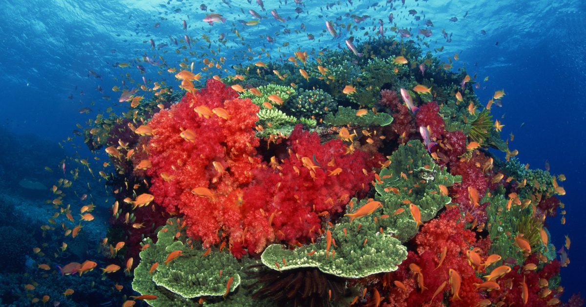 Biverkningar av korallkalcium