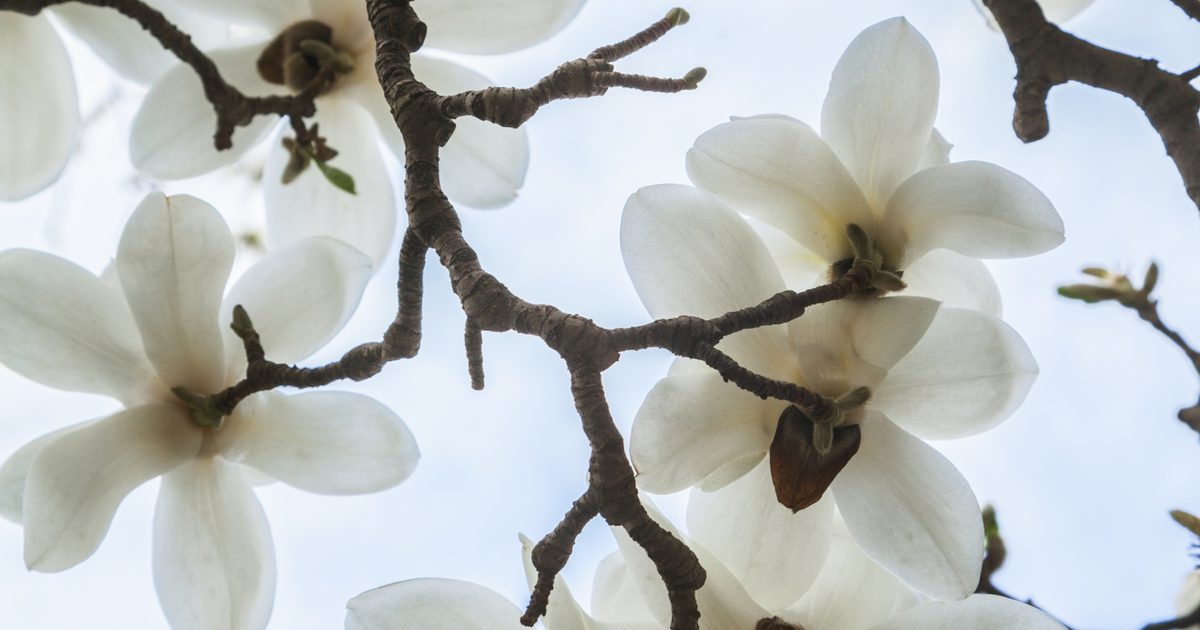 Efekty uboczne wyciągu z kory magnolii