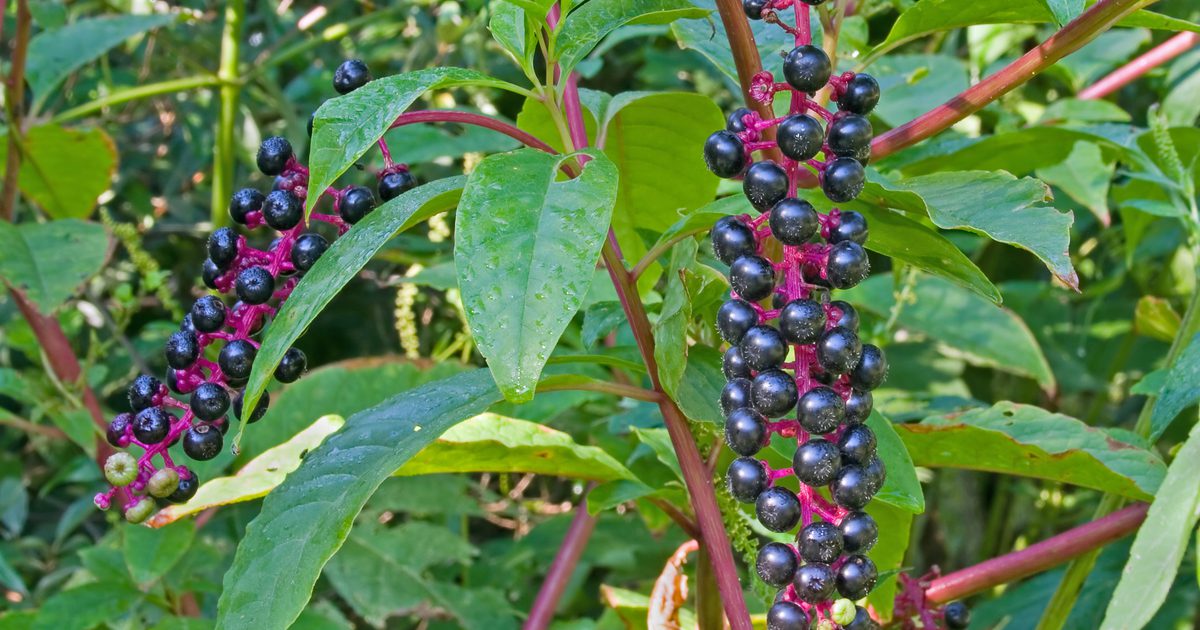 Bivirkninger af Phytolacca Berry