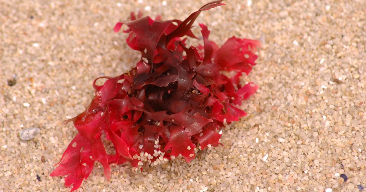 Skutki uboczne suplementów czerwonych alg