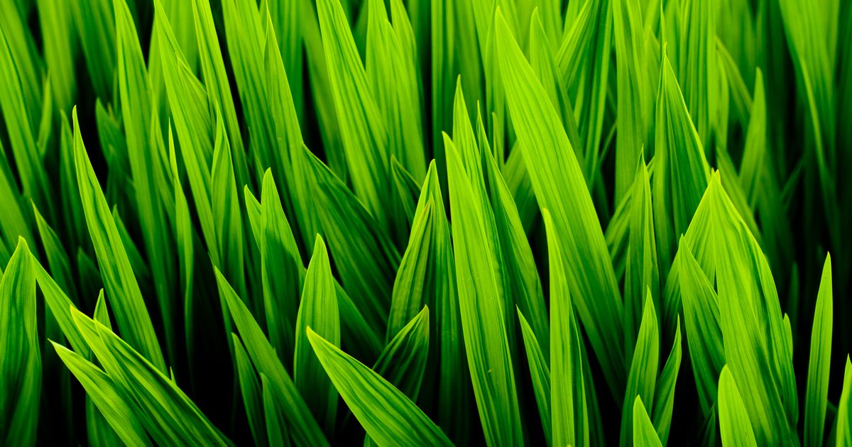 Bivirkninger af hvedegrassaft