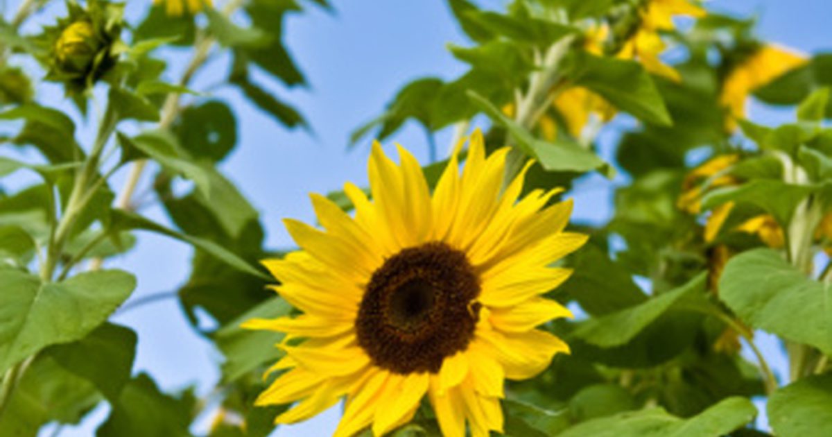 Výhody starostlivosti o pleť slnečnicového oleja
