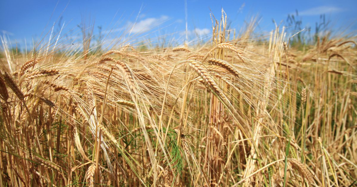 Náhrady pro vitální pšeničný lepek