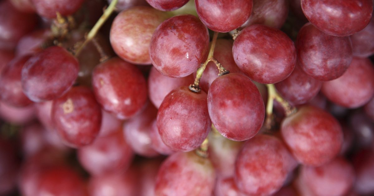 Vsebnost sladkorja rdečega semenskega grozdja
