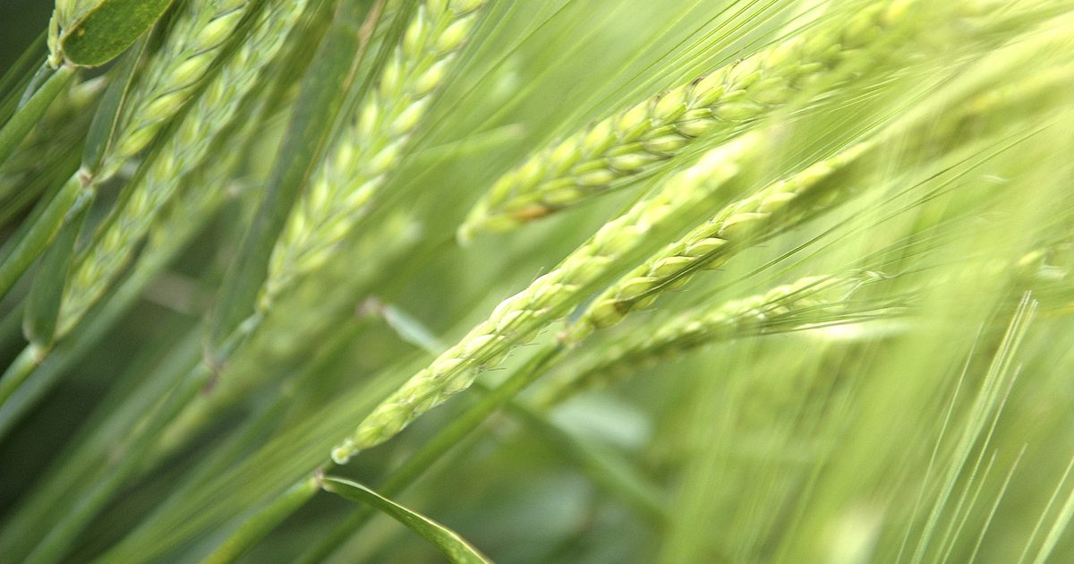 Obsah vitaminu E v pšeničném kmenu