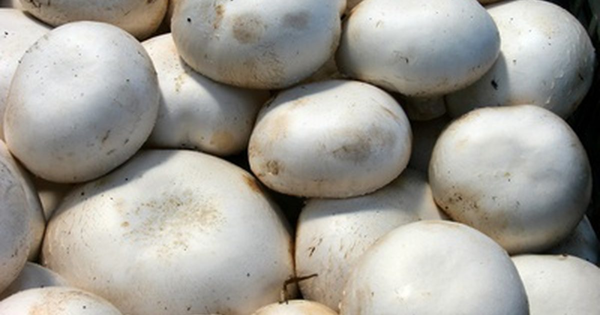Vitamíny a minerály obsažené v houbách