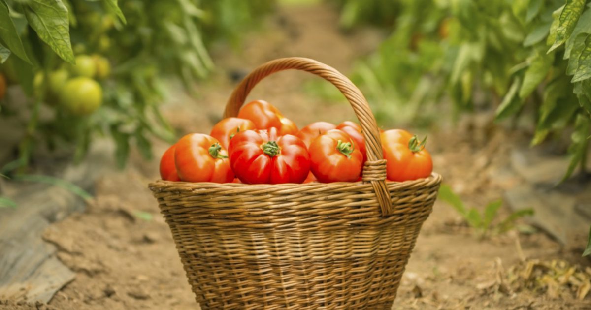 Vitaminer och mineraler kan du få från tomater