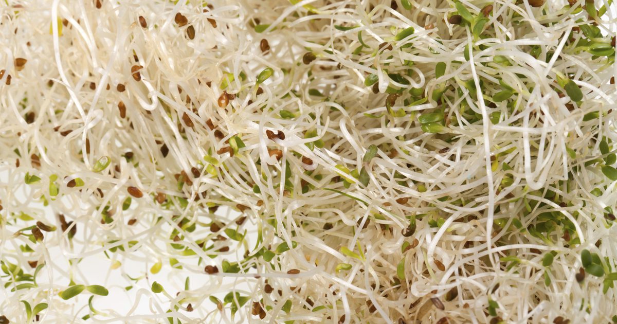 Hvad er fordelene ved Alfalfa Extract?