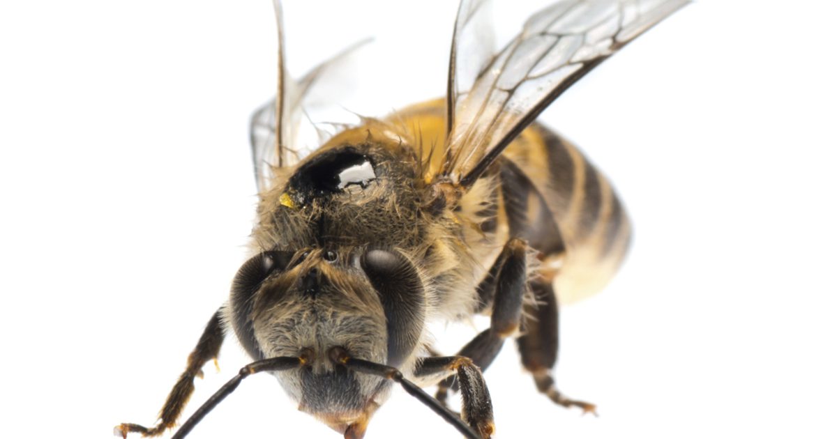 Каковы преимущества пчелиного яда?