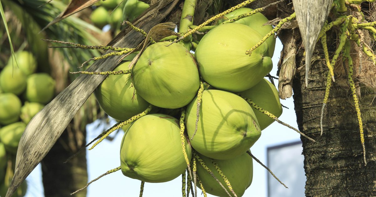 Какви са ползите от кокосови оцет?