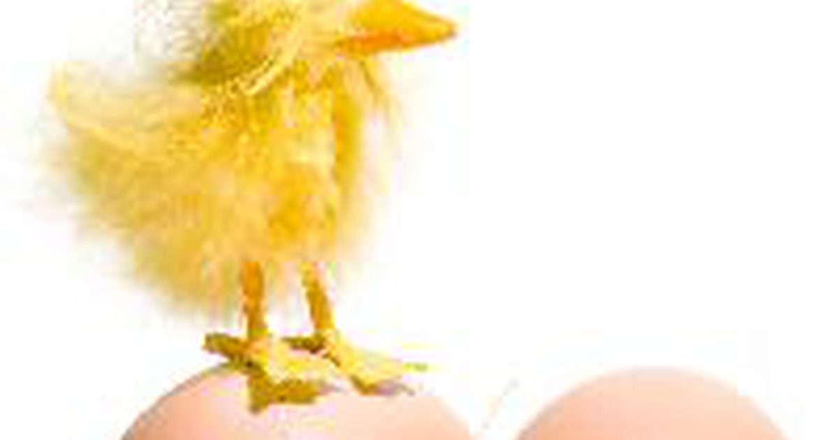 Какви са ползите от яйцеклетките?