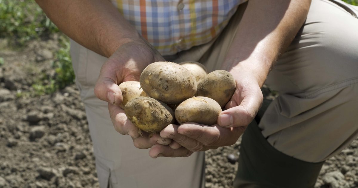 Wat zijn de voordelen van het eten van rauwe aardappelen?