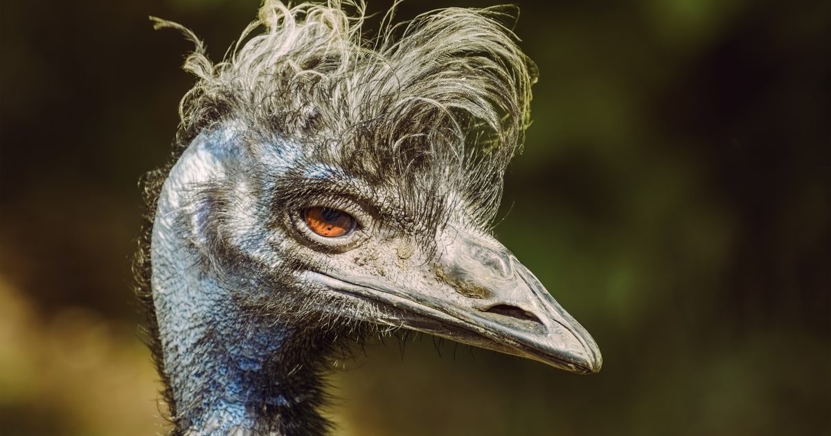 Jaké jsou výhody Emu olejových kapslí?