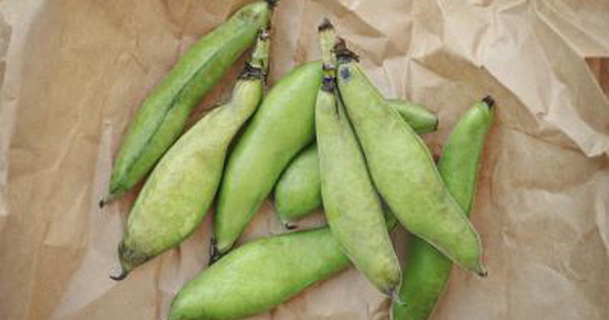 Wat zijn de voordelen van Fava Beans?