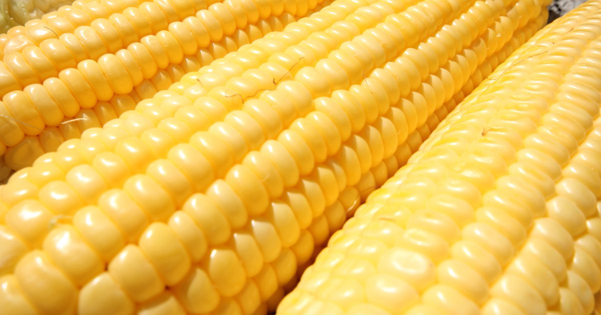 Hvad er fordelene ved GMO majs?