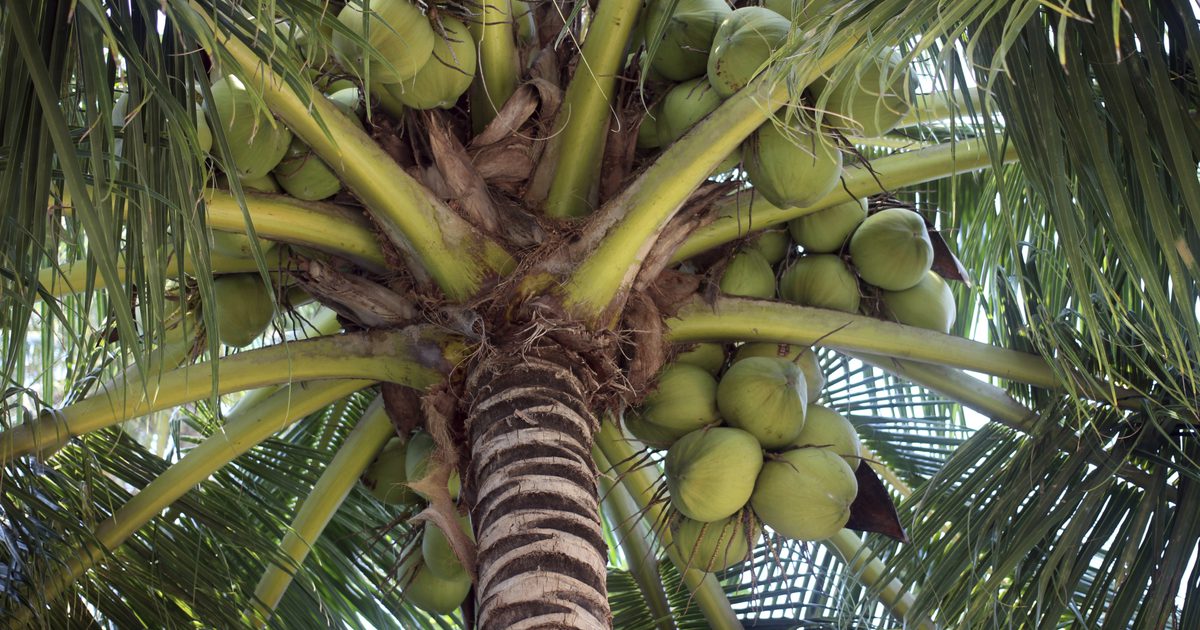 Was sind die Vorteile von grünem Kokoswasser?