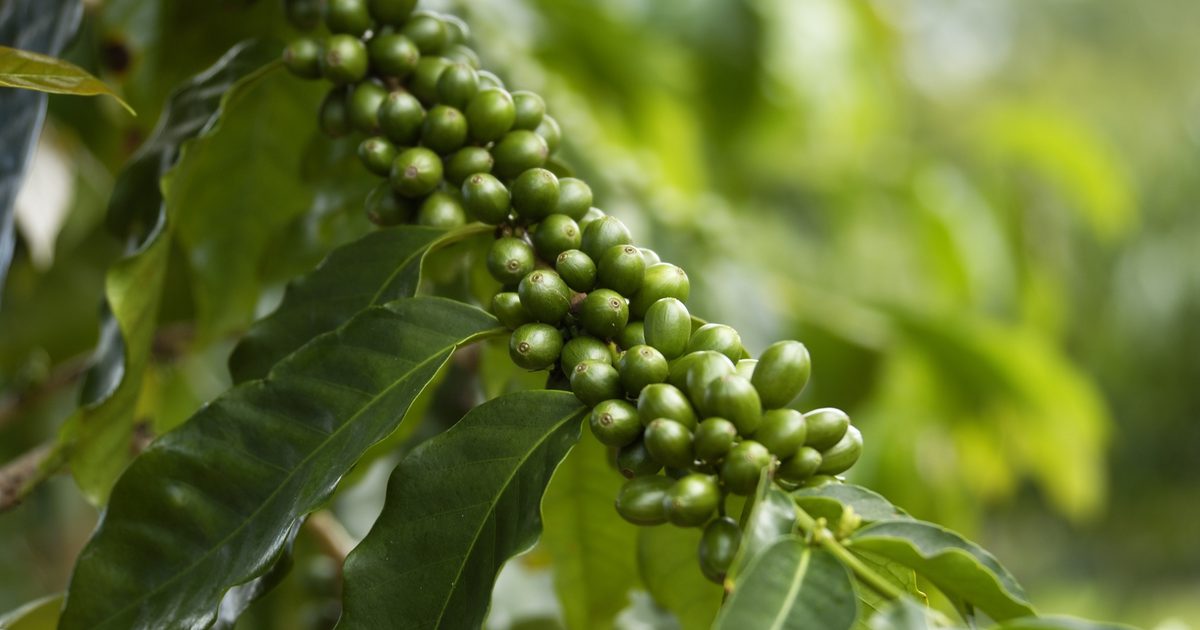 Какви са ползите от зеленото кафе?