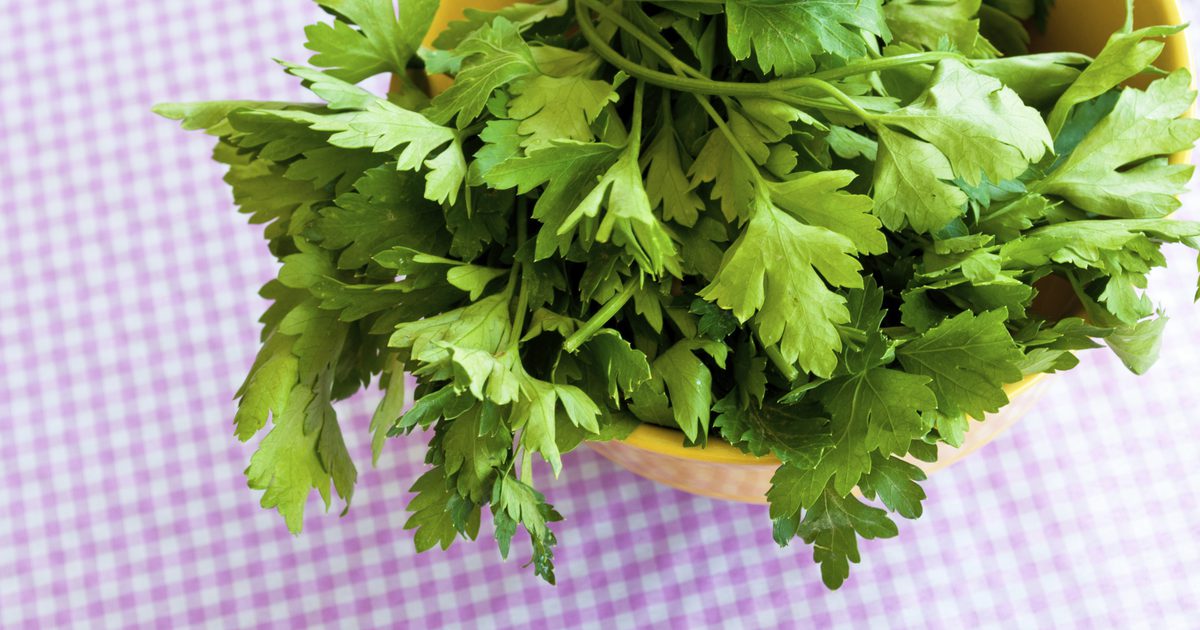 Vad är fördelarna med persilja och cilantro?