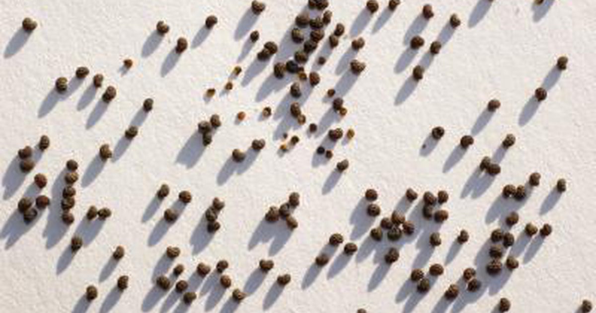 Kakšne so prednosti makovih semen?