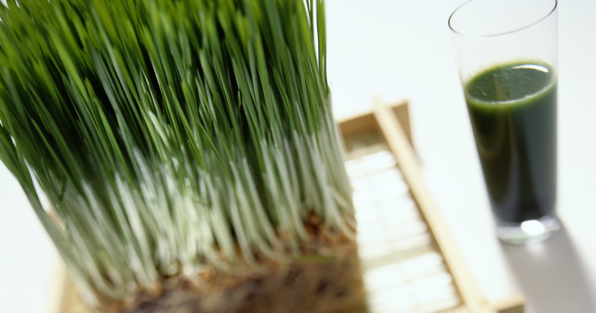 Vad är fördelarna med wheatgrass för fertilitet?