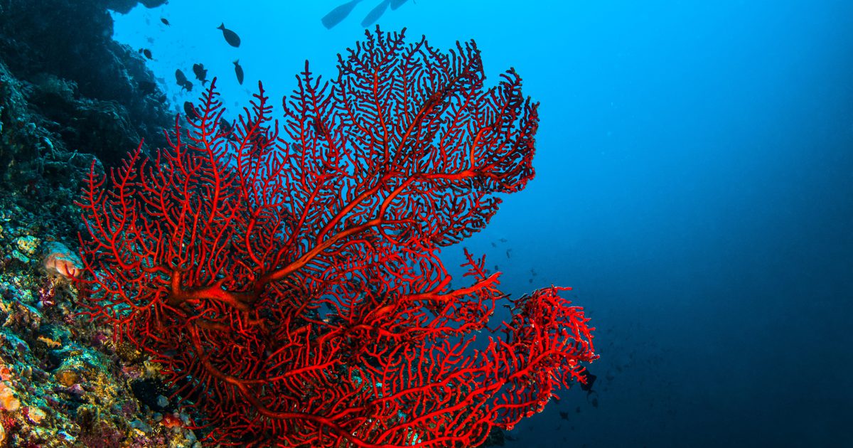 Hva er den helbredende egenskapen til rød korall?