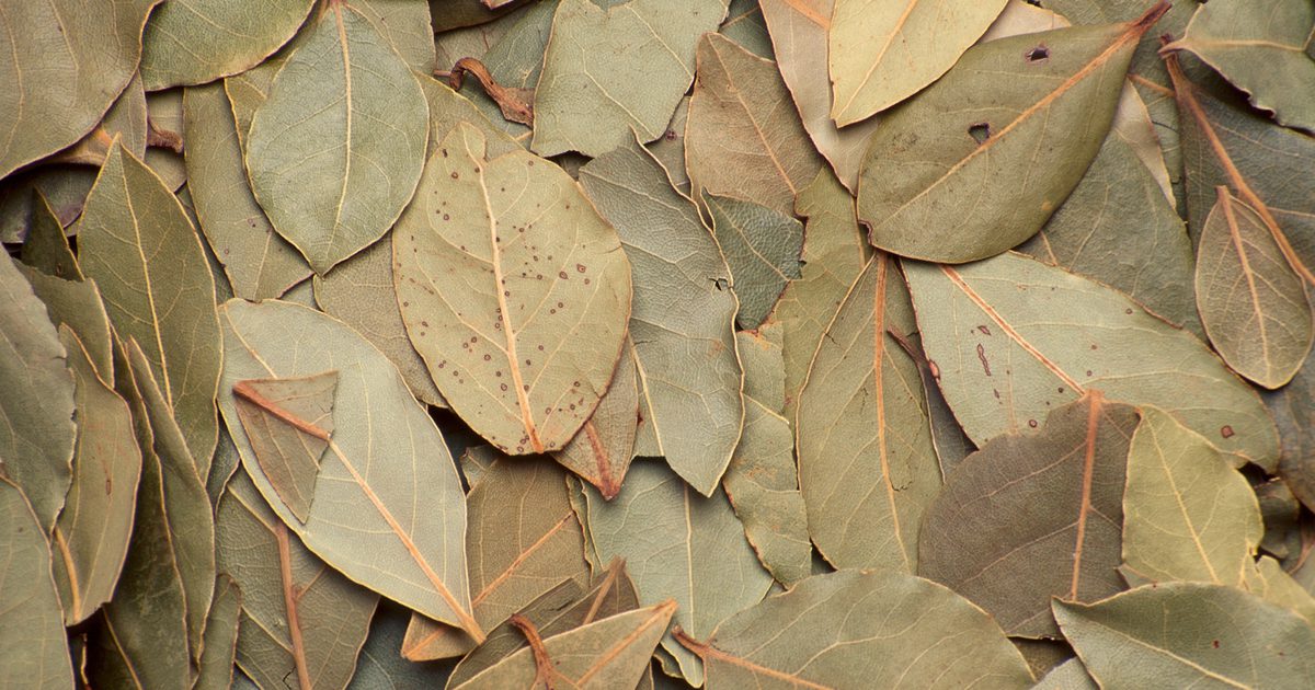 Wat zijn de gezondheidsvoordelen van laurierbladeren?