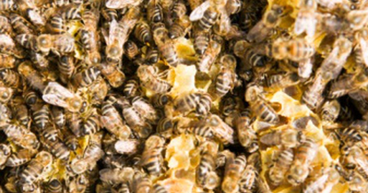 Какви са ползите от пчелния восък за здравето?