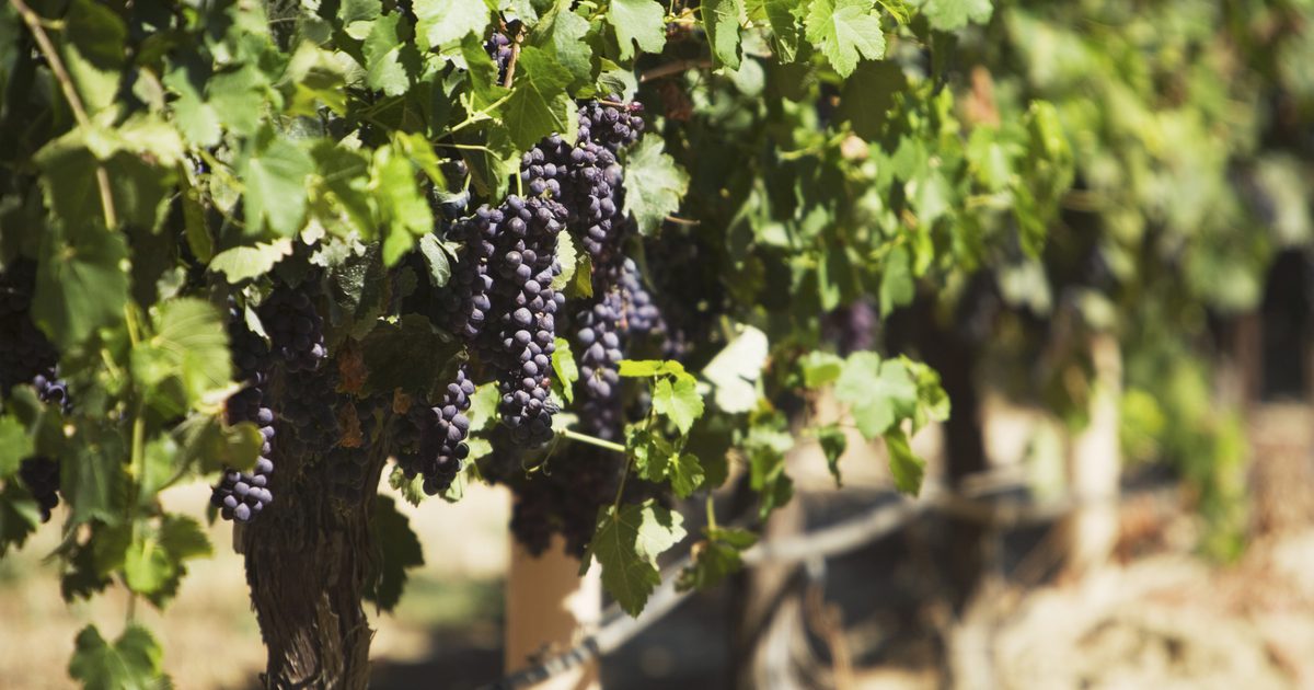 Jakie są korzyści zdrowotne z czarnych winogron bez pestek?