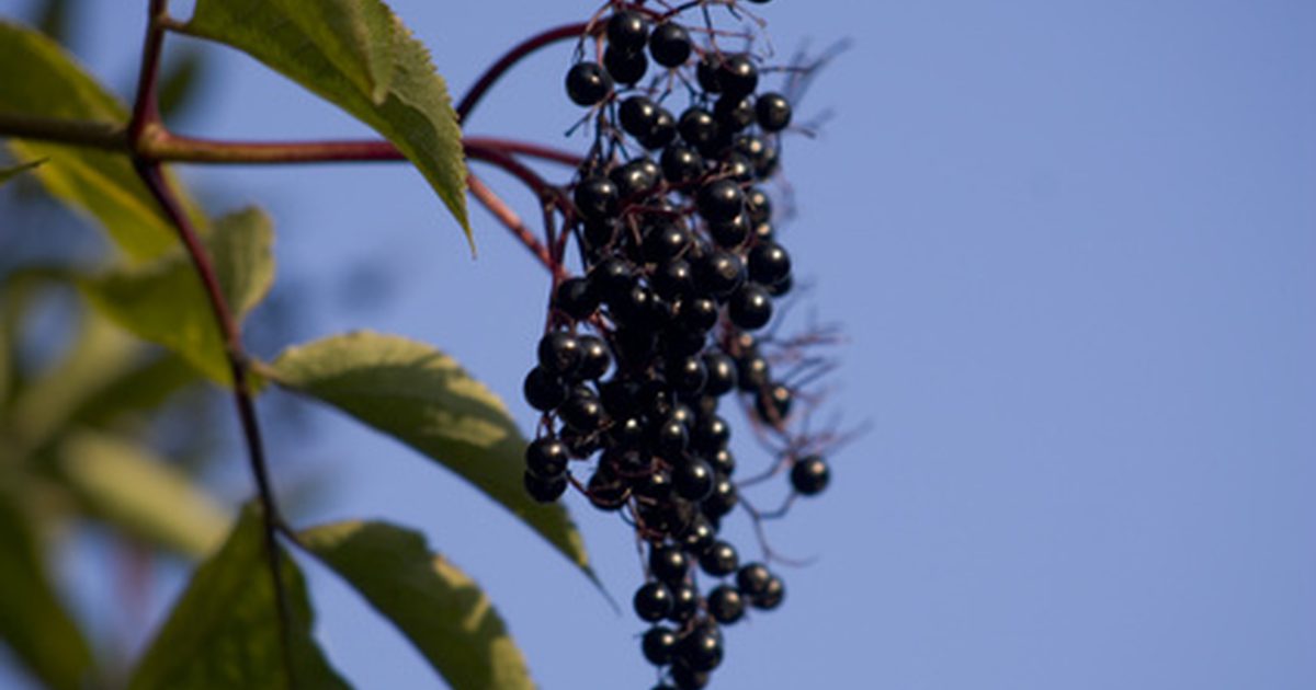 Vad är hälsofördelarna med Elderberry?