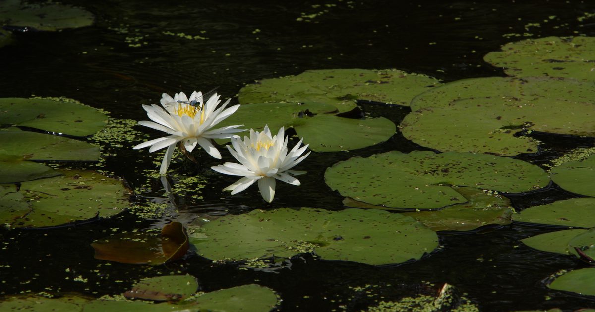 Jaké jsou přínosy pro Lotus Flower podle Ayurvedy?