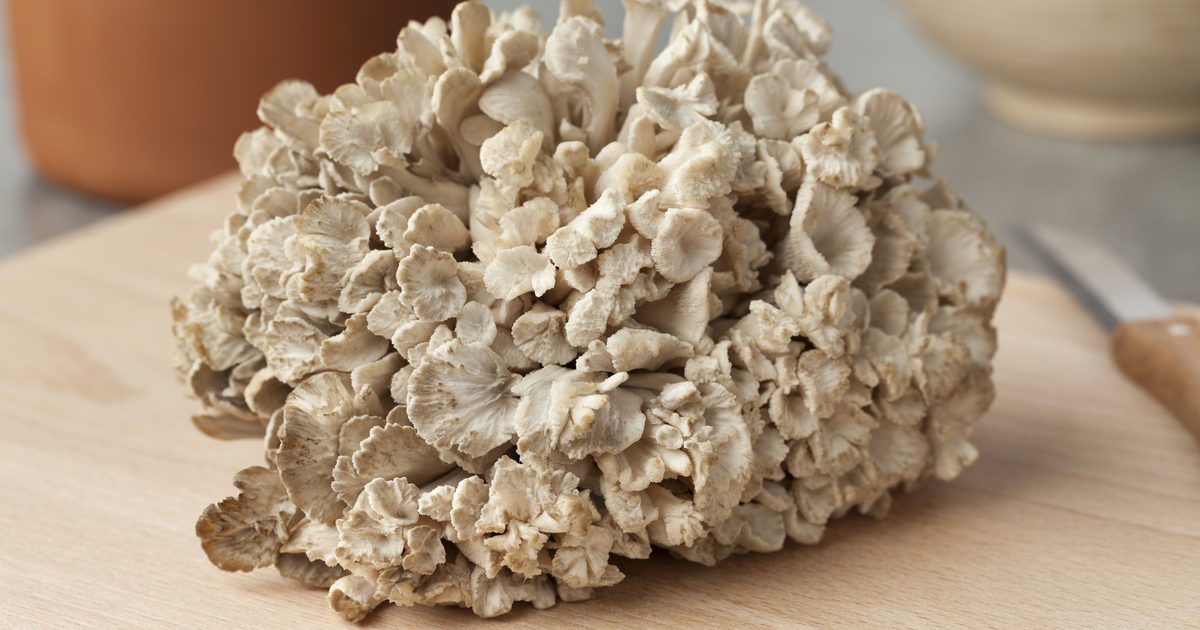 Jaké jsou zdravotní přínosy houb z Maitake?