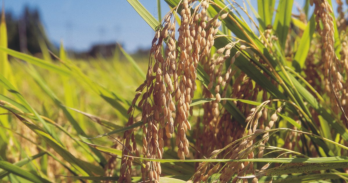 ما هي الفوائد الصحية من الذرة الرفيعة؟