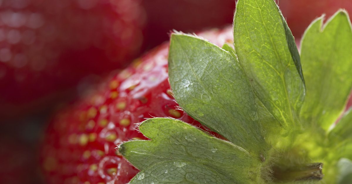 Wat zijn de gezondheidsvoordelen van aardbeienblaadjes?