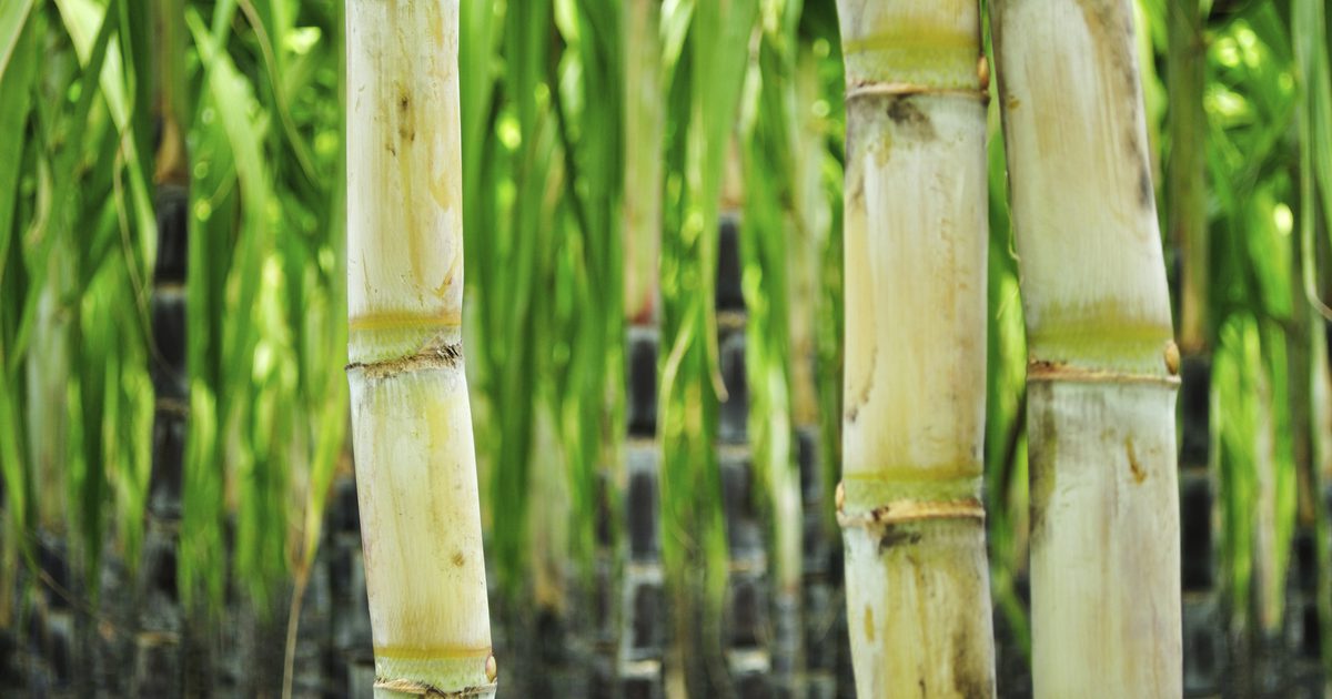 Hvad er sundhedsfordelene ved sukkerrør?