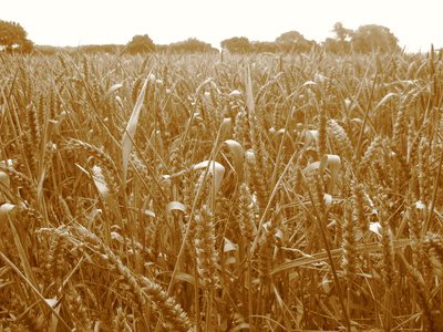 Какви са употребите на капсули с масло от пшенично брашно?